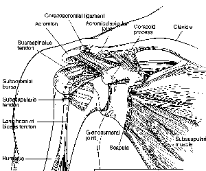 Rotator Cuff Injury