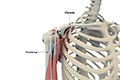 Normal Anatomy of the Shoulder Joint